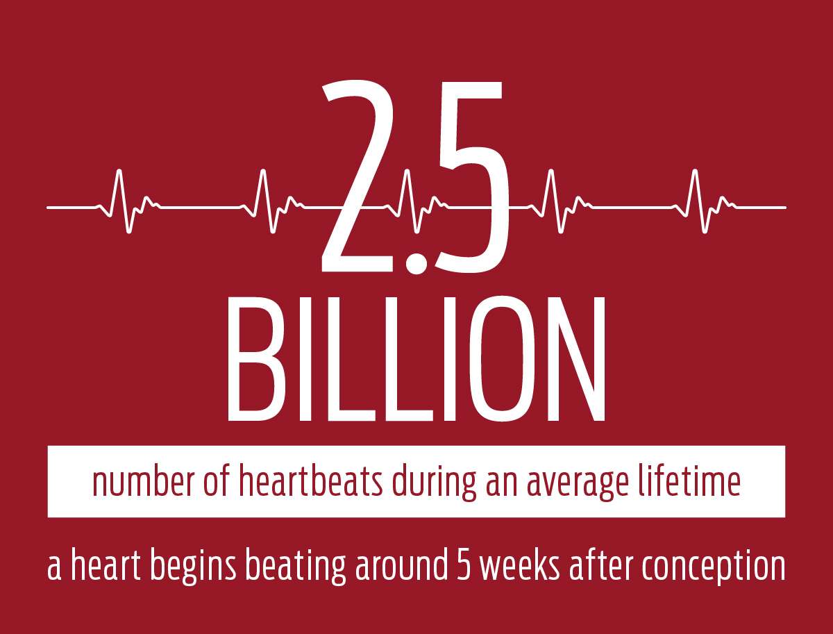 2.5 billion heartbeats during an average lifetime; a heart begins beating around 5 weeks after conception